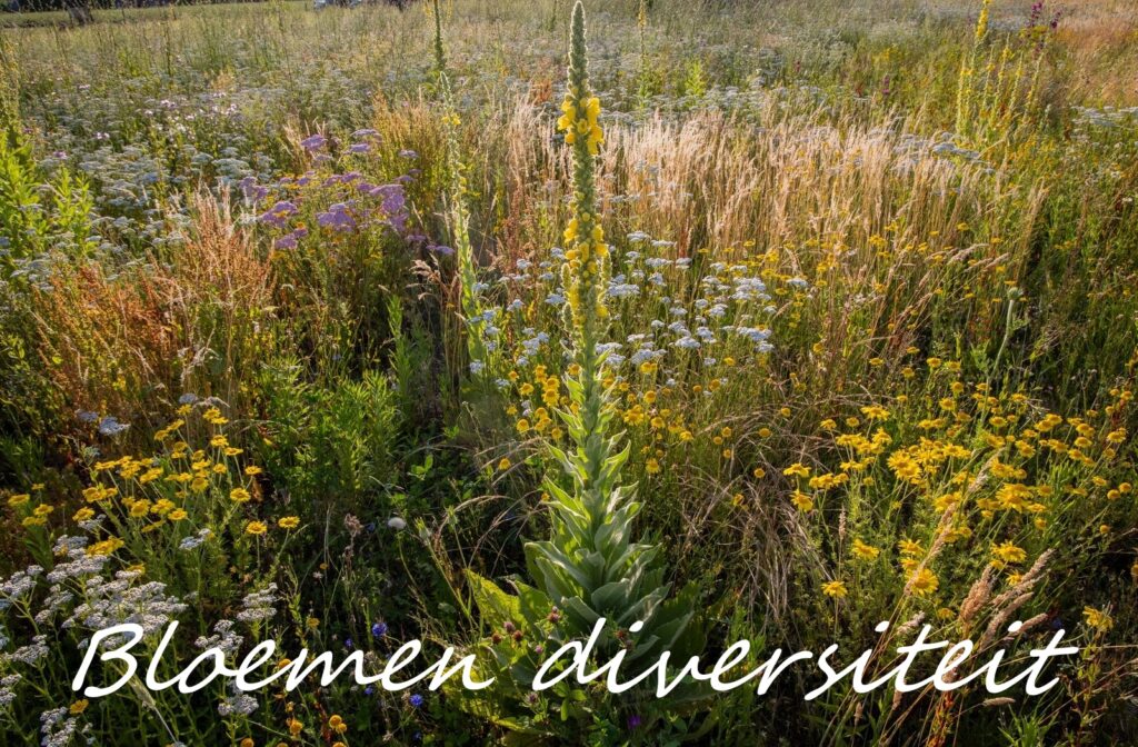 Help 1 november een handje mee bij de Bloemenweide