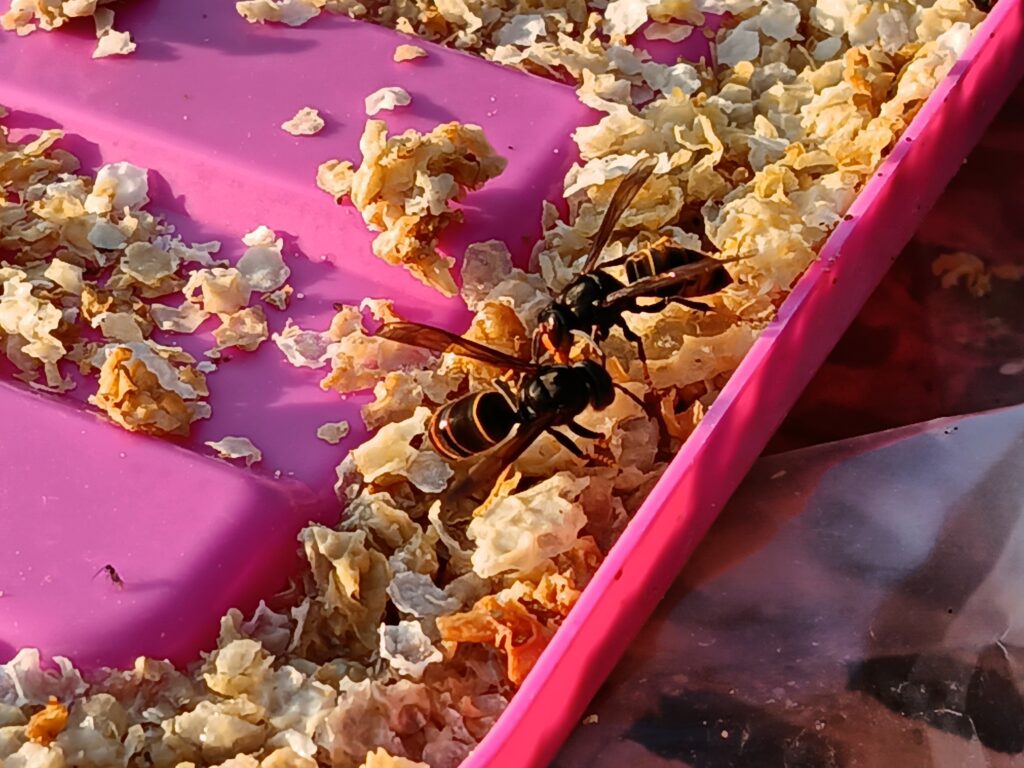 Aziatische Hoornaars