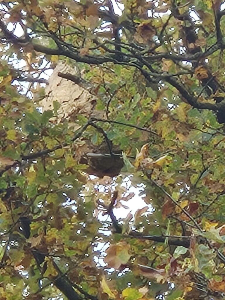 Nest Aziatische Hoornaars